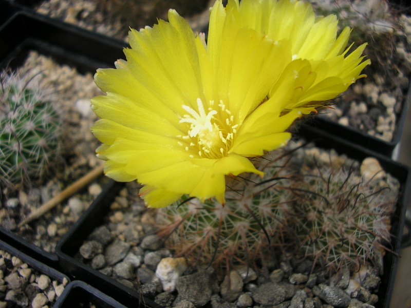 Parodia setifera var. cabracorallensis ME 41 (M Eichler) (Cabra Corral)