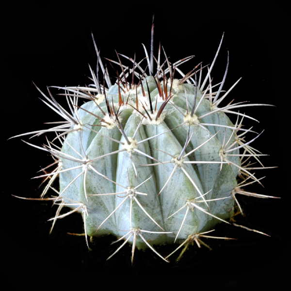 Melocactus azureus