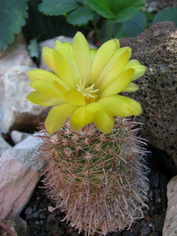 Parodia riojensis ME 53 (M Eichler) (Los Angeles)