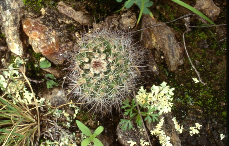 Parodia borthii n.n. ME 78 (M Eichler) (Singuil)