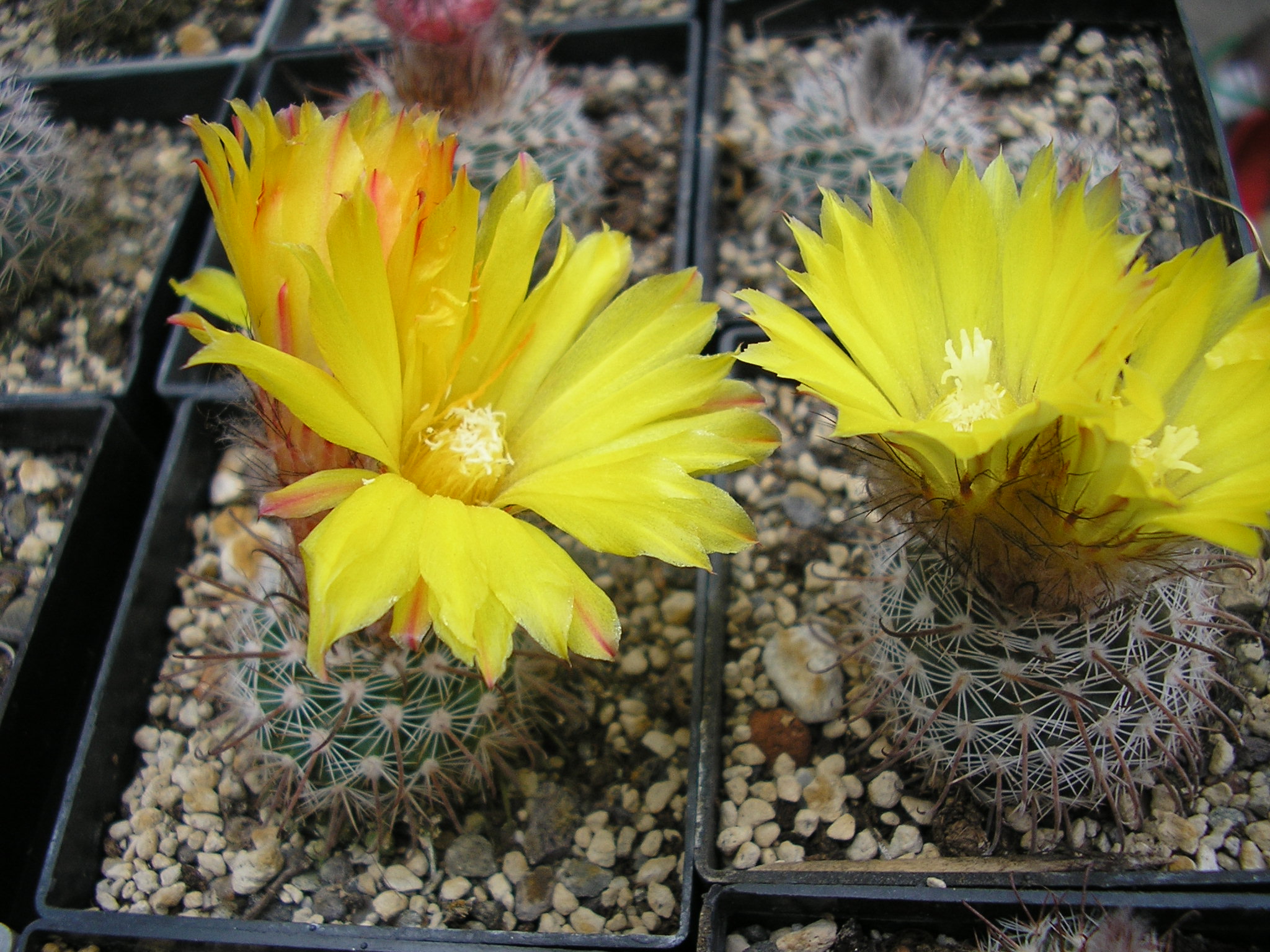 Parodia glischrocarpa ME 97 (M Eichler) (Las Tienditas)