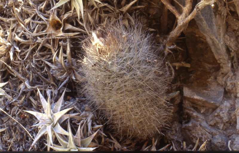 Parodia tumbayana ME 106 (M Eichler) (Tumbaya)