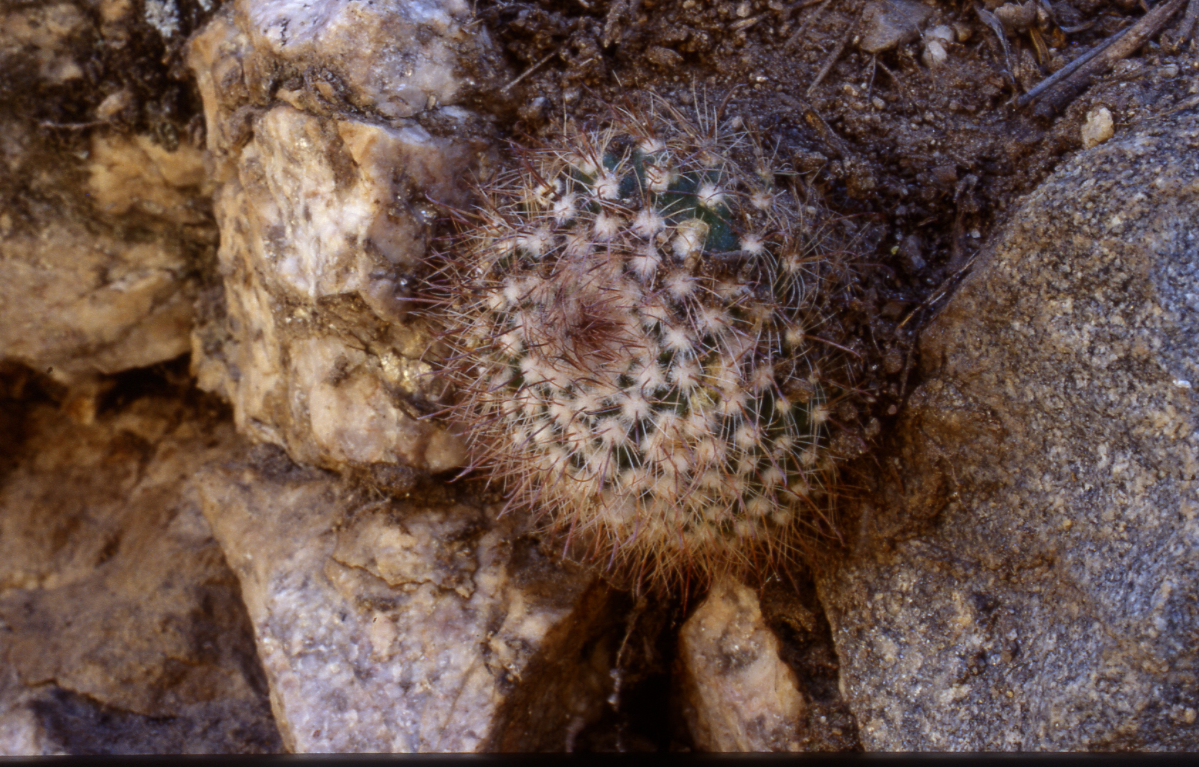 Parodia lembckei ME 84 (M Eichler) (between Ampimpa and Inferniello)