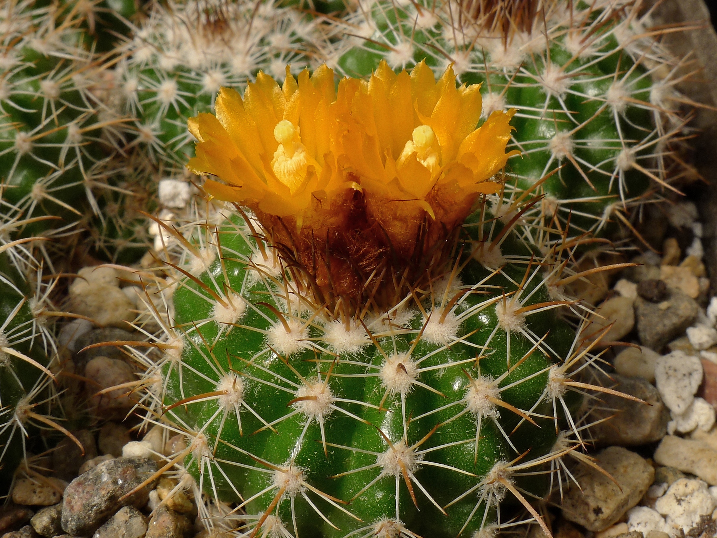 [PLANT/PFLANZE] Parodia larapuntensis MN 481