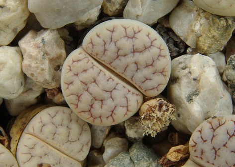 Lithops gracilidelineata C 385