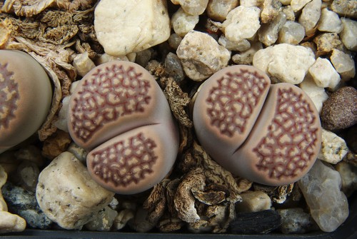 Lithops hallii C 090