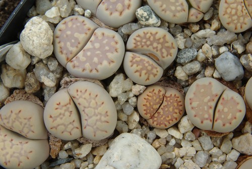 Lithops julii v. fulleri C 062