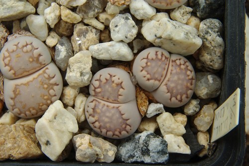 Lithops julii ssp. fulleri v. rouxii C 324