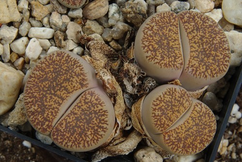 Lithops leslei ssp. venteri fma maraisii C 153 (60 km NW Kimberley South Africa)