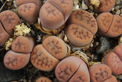 Lithops schwantesii C 190