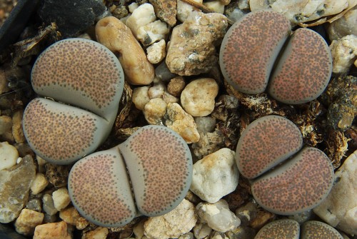 Lithops terricolor v. persii PV 593