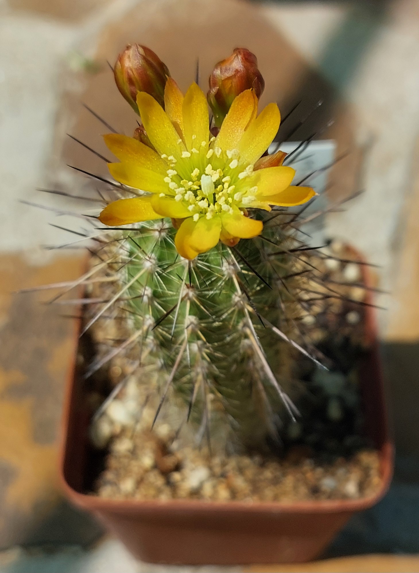 Mila caespitosa