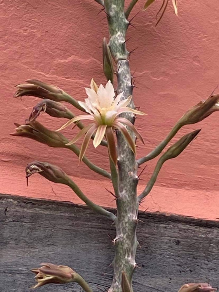 Monvillea spegazzinii - 2