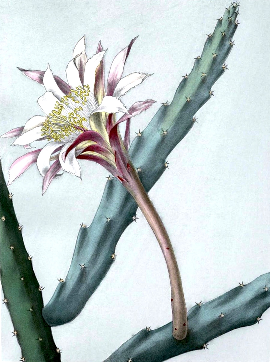 Monvillea spegazzinii - 3