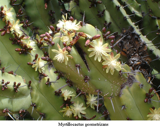 Myrtillocactus geometrizans - 3
