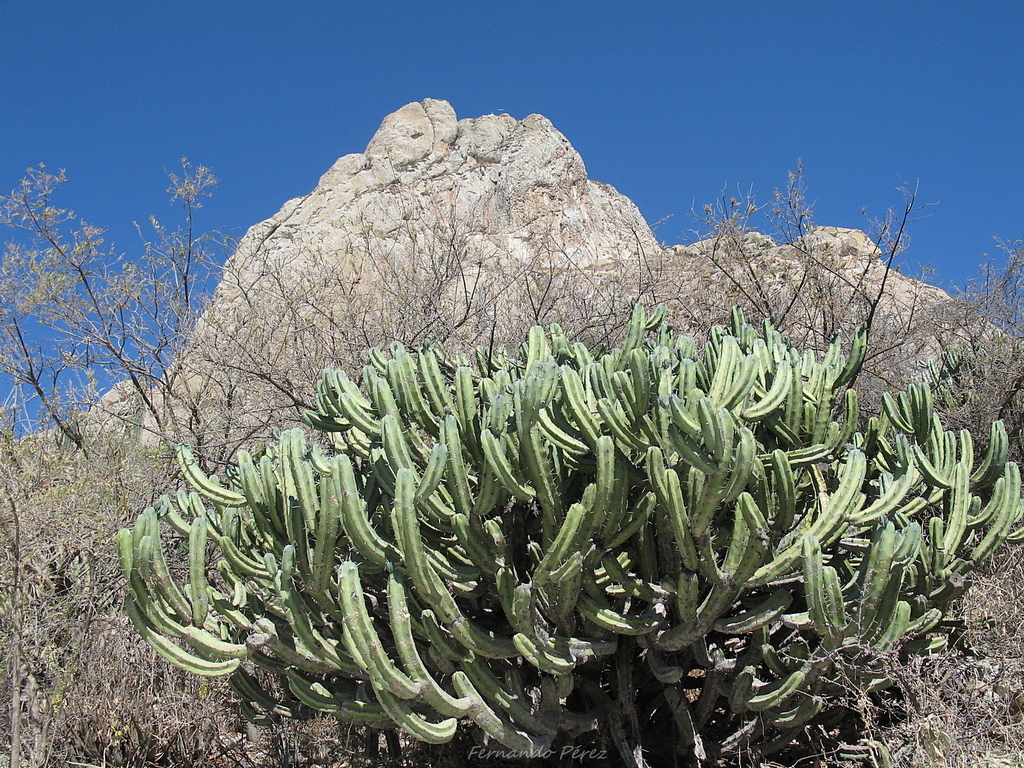 Myrtillocactus geometrizans