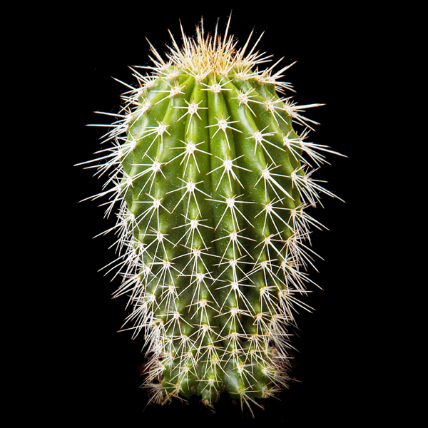 Neobuxbaumia polylopha - 3