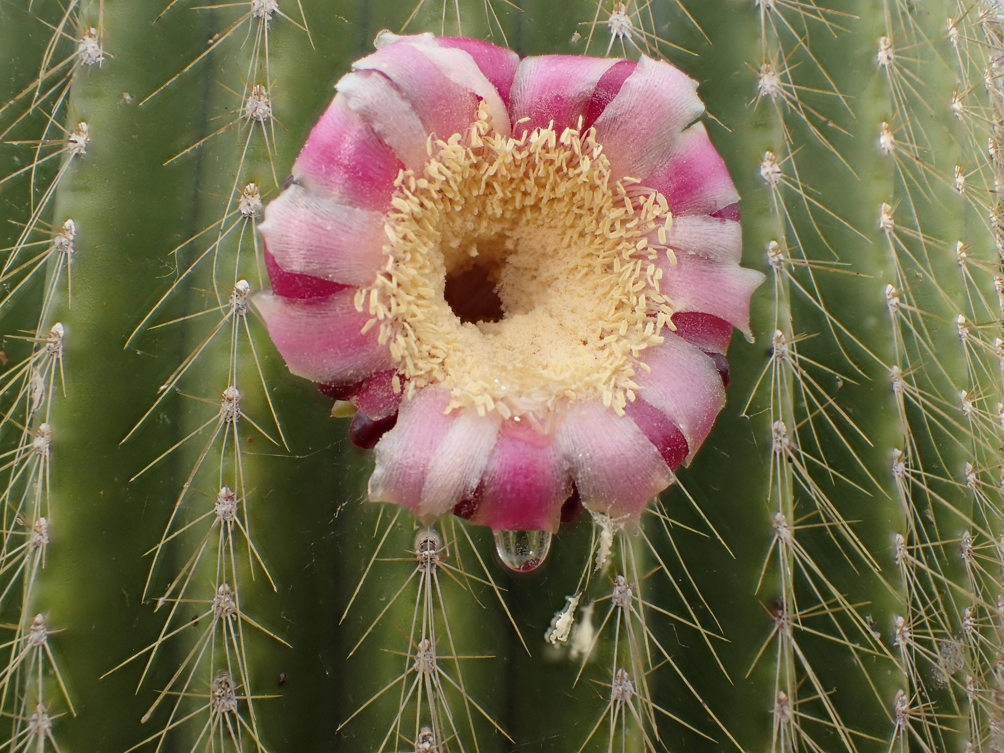 Neobuxbaumia polylopha