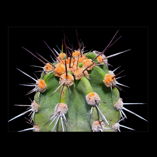 Neoraimondia churinensis