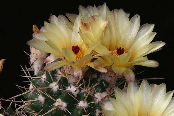 Notocactus submammulosus MN 74 (Capilla del Monte, Arg)