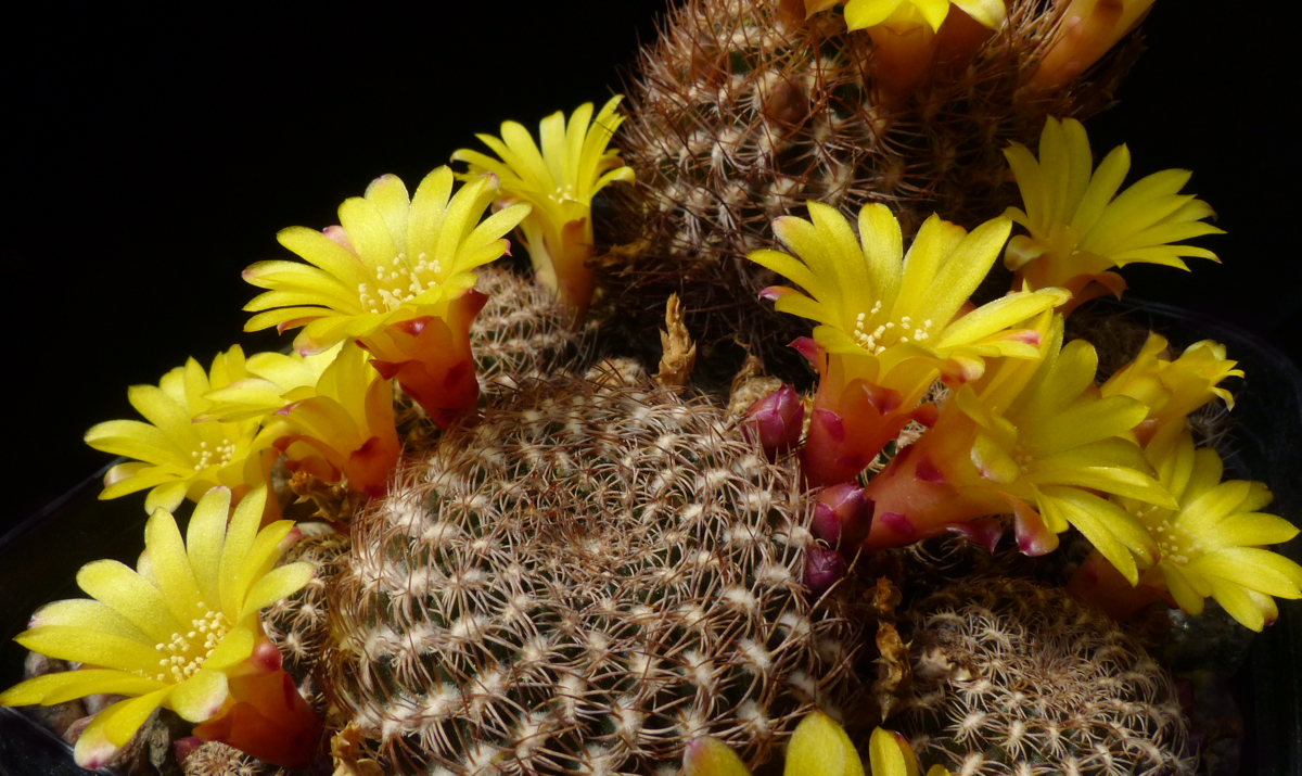 [PLANT/PFLANZE] Sulcorebutia caineana Lau 315