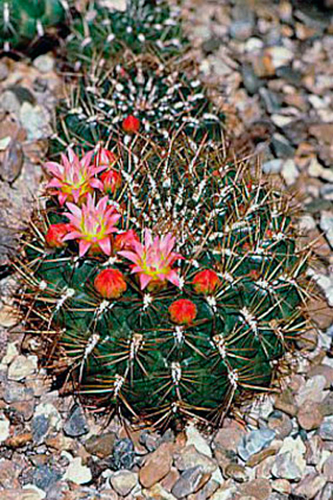 Oroya peruviana
