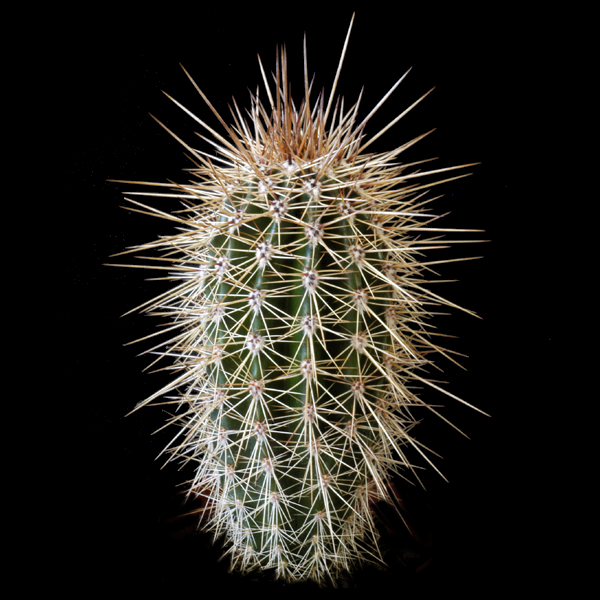 Pachycereus pringlei - 2