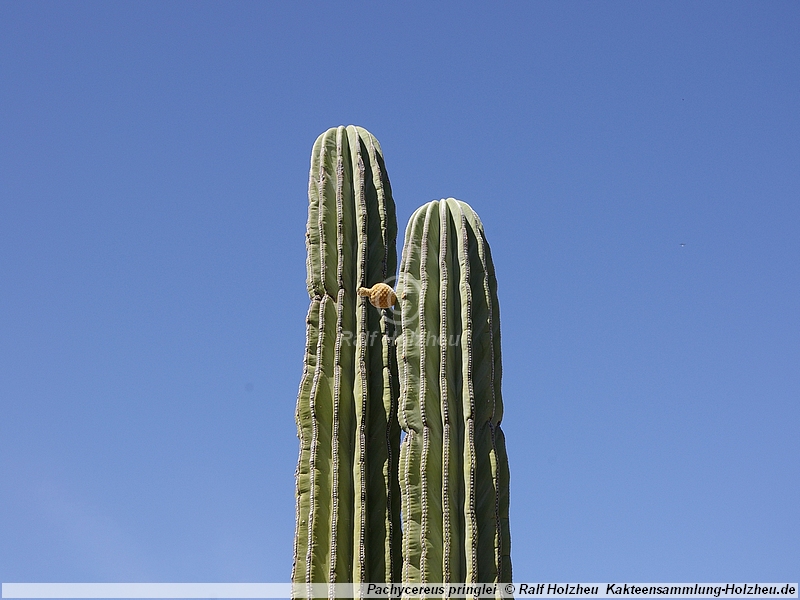 Pachycereus pringlei