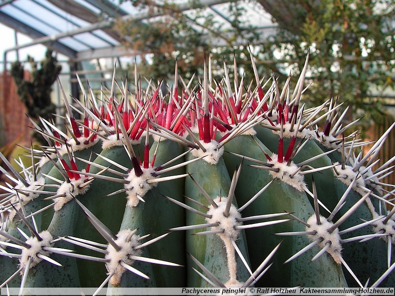 Pachycereus pringlei - 4