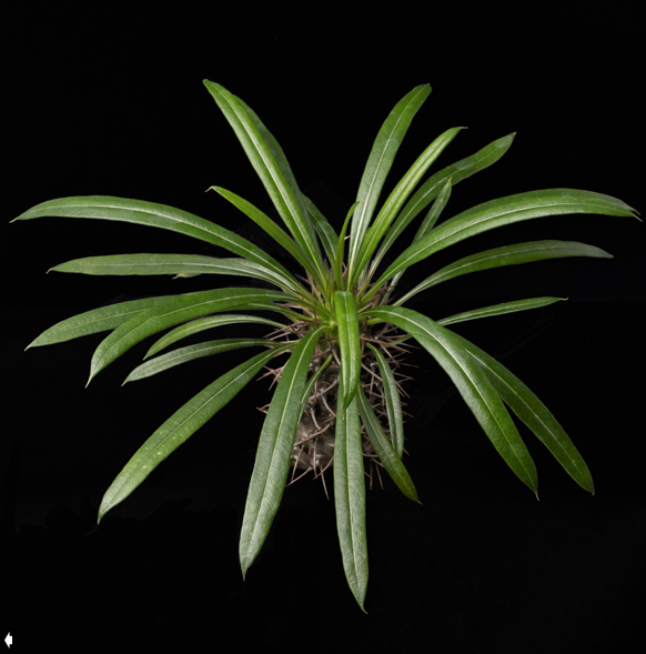 Pachypodium lamerei