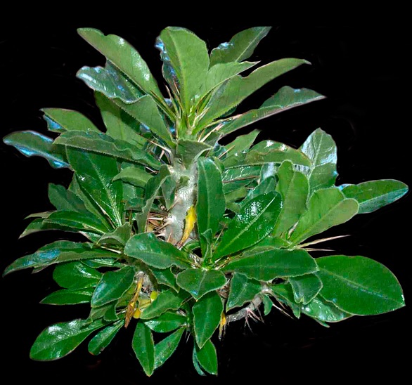 Pachypodium saundersii - 2