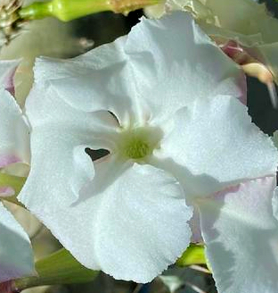Pachypodium saundersii - 3