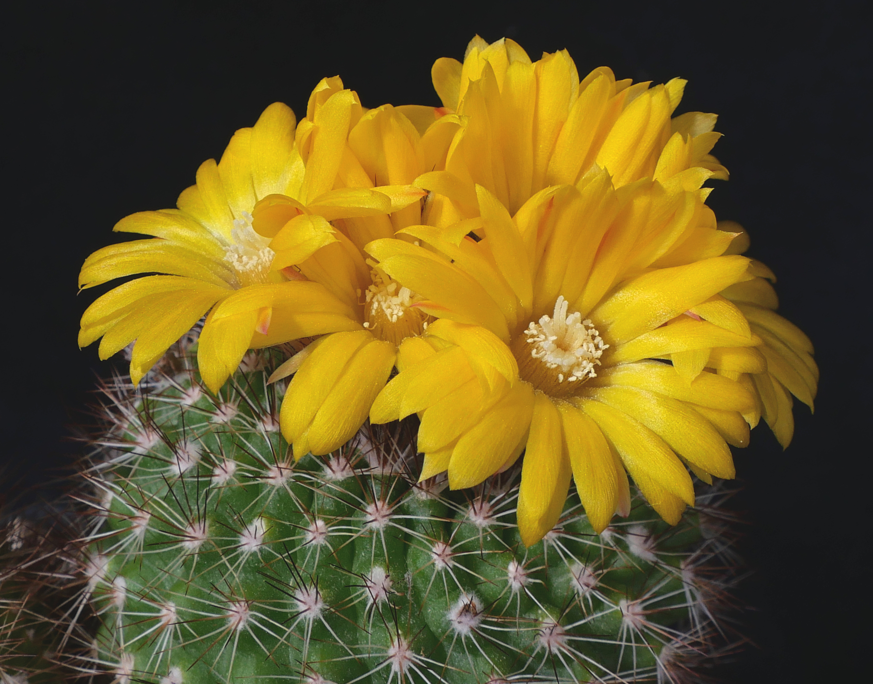 Parodia formosa 'winbergii' MN 137 (Valle Grande, Arg)