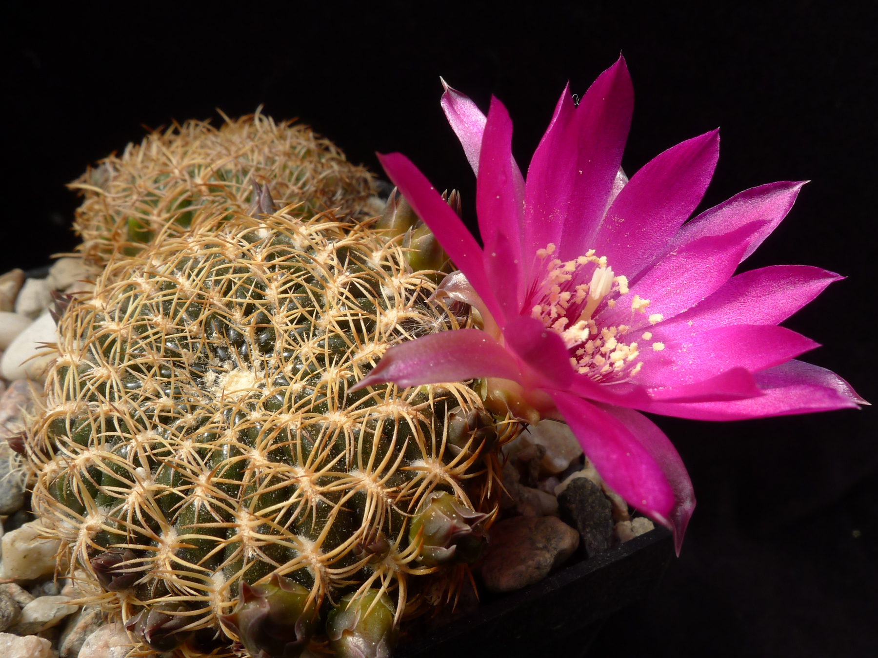 [PLANT/PFLANZE] Sulcorebutia dorana HJ 807