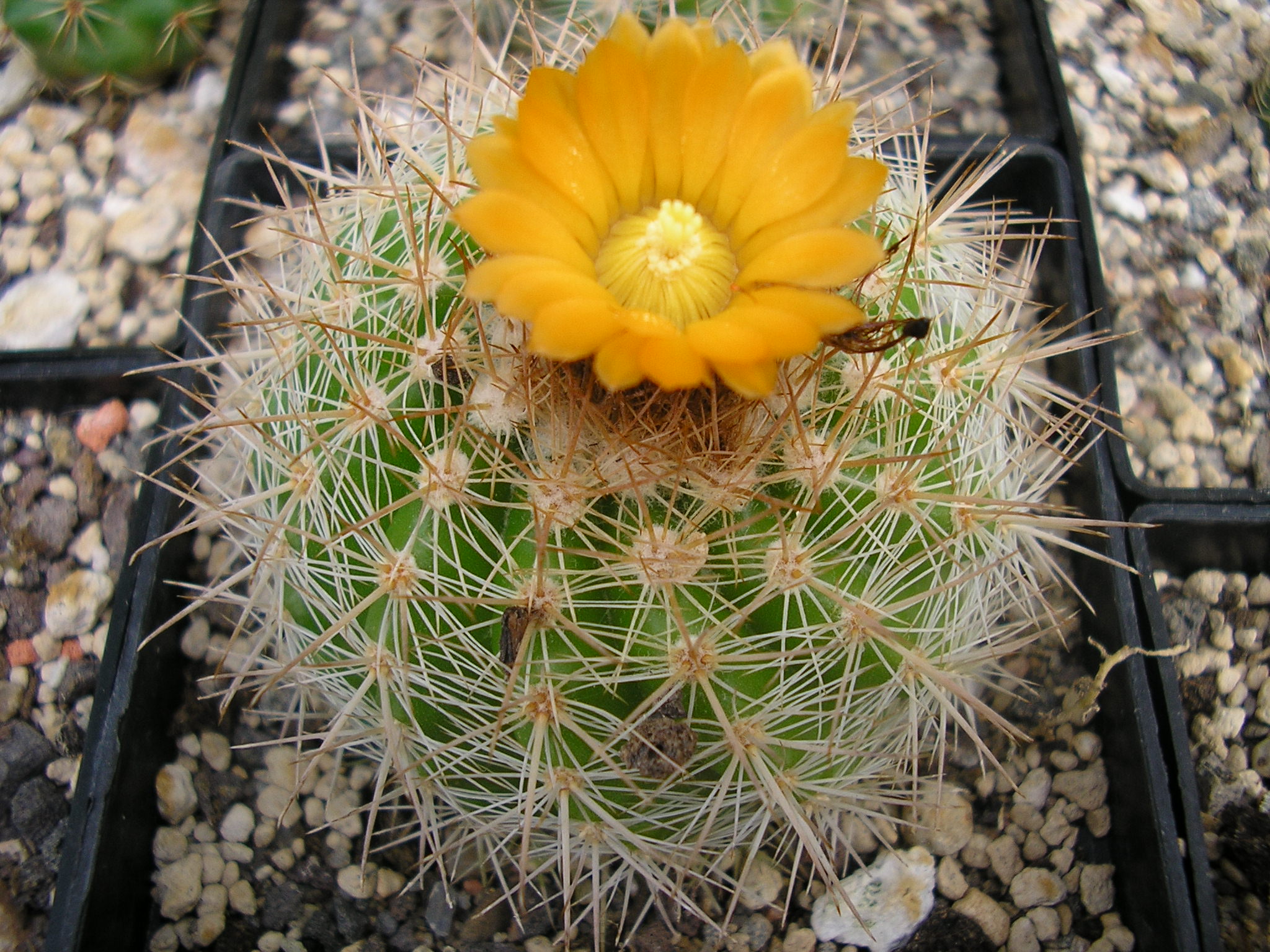 Parodia gracilis RH 256 (Rio Cajas, 2450m, Bol)
