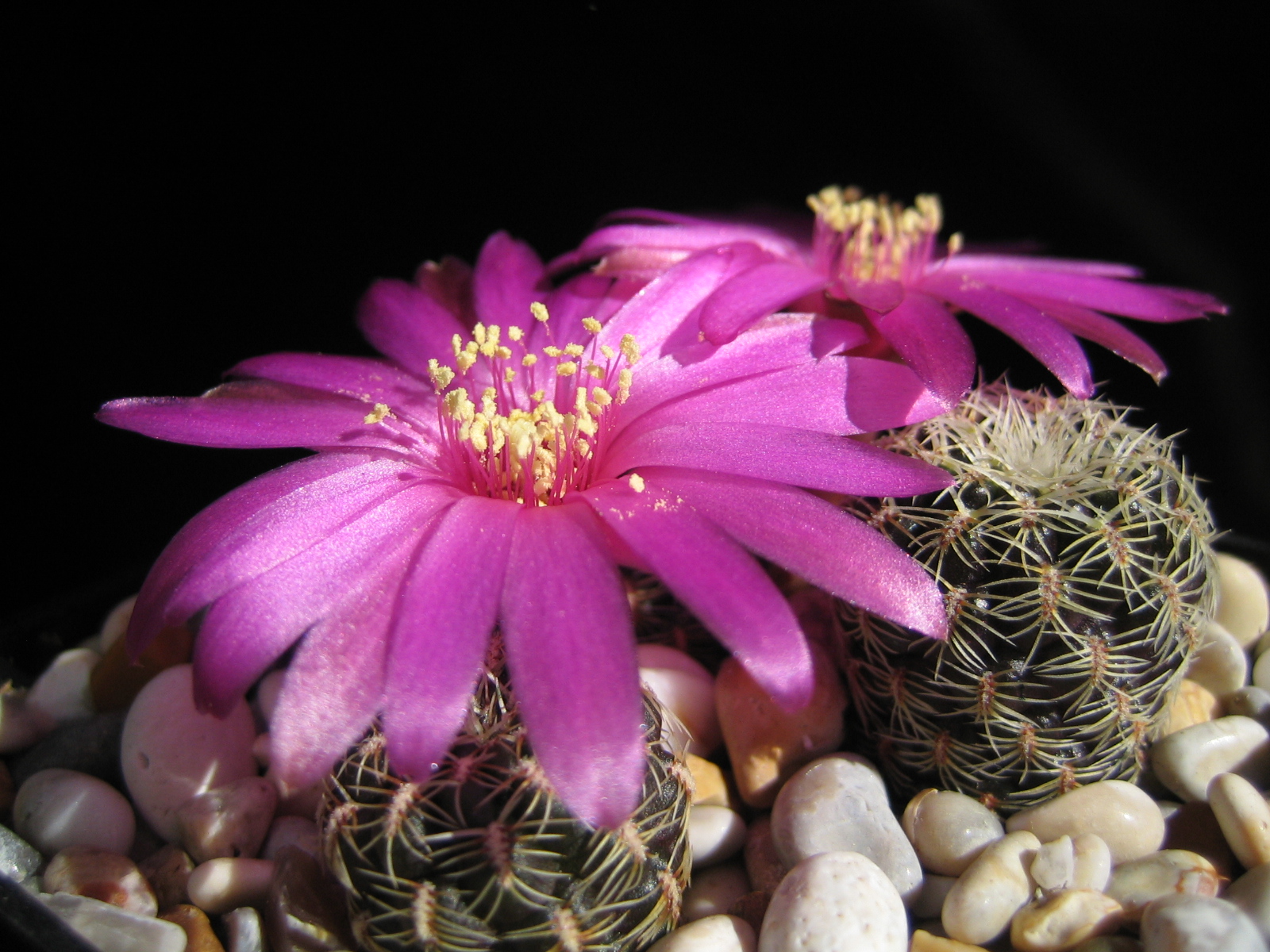 [PLANT/PFLANZE] Sulcorebutia gemmae VZ 203