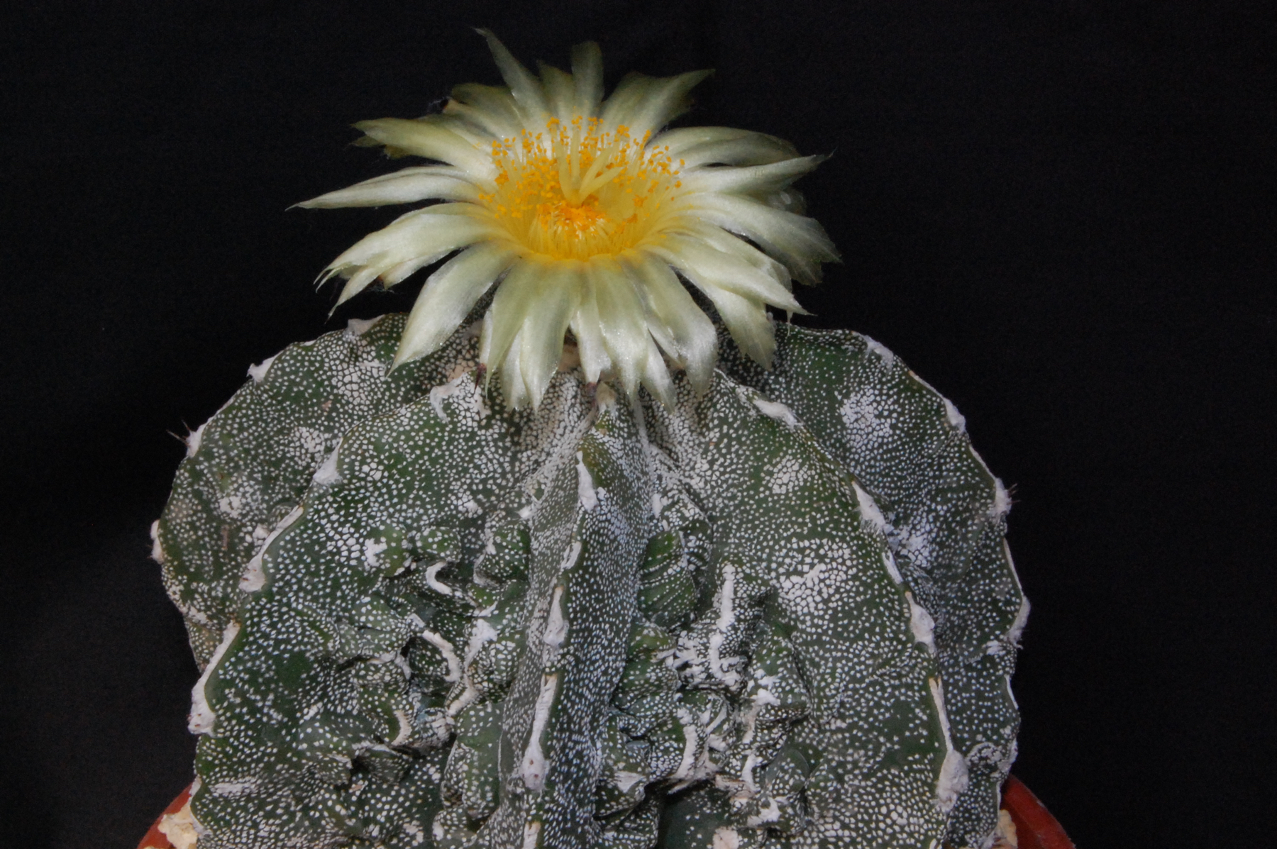 Astrophytum myriostigma cv. Fukuryo Super White