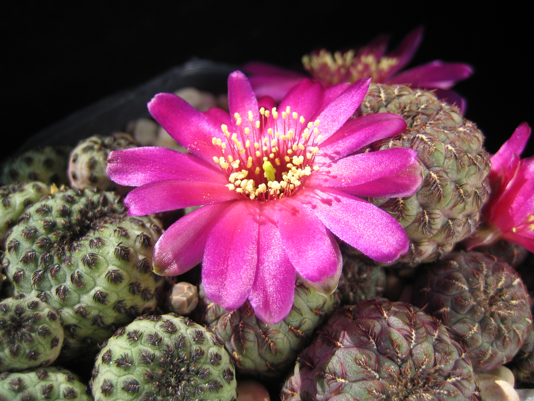 [PLANT/PFLANZE] Sulcorebutia rauschii WR 289 - 2