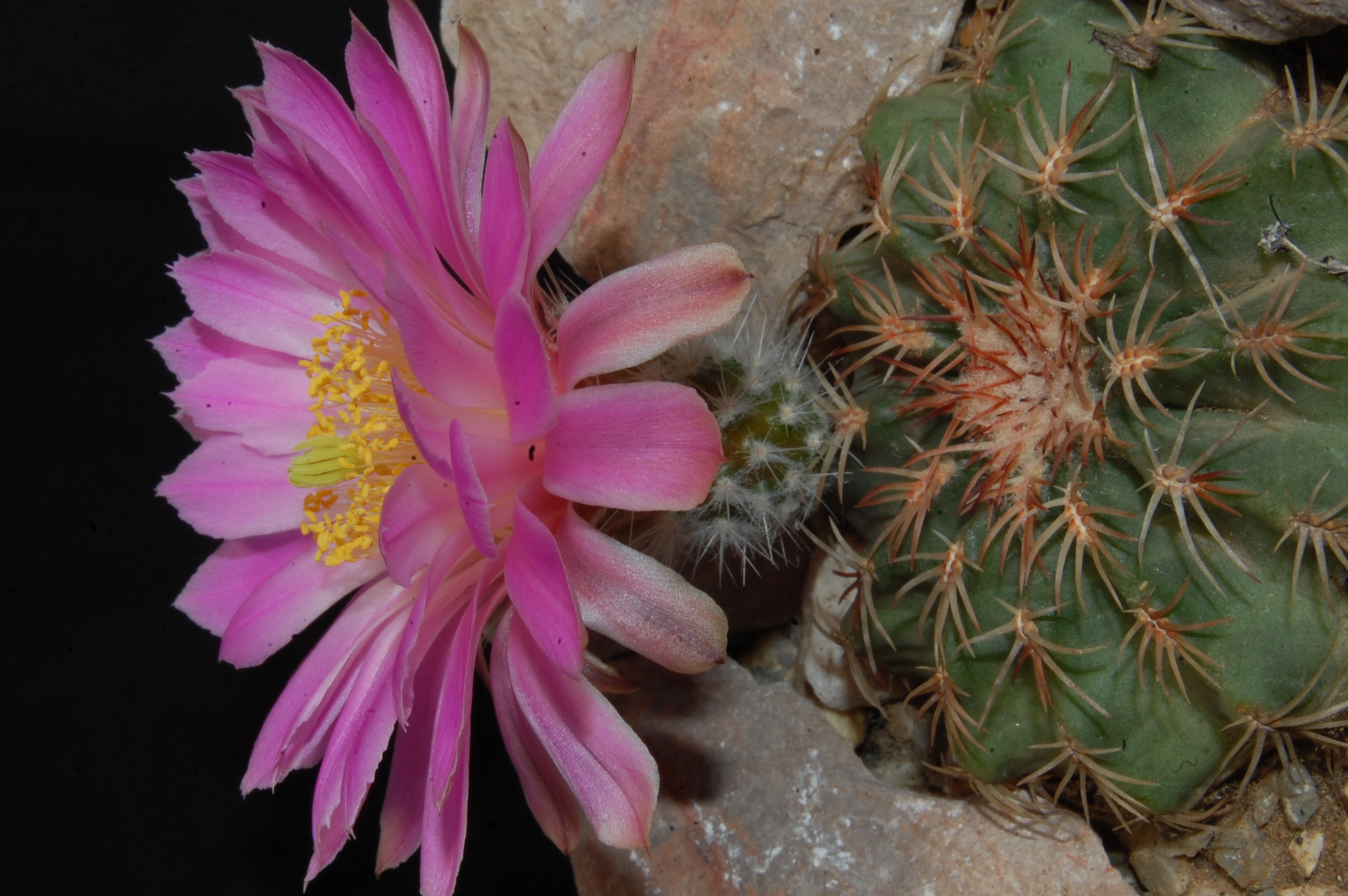 SuccSeed - Echinocereus pulchellus v. weinbergii (Sombrerete, Zac, Mex)
