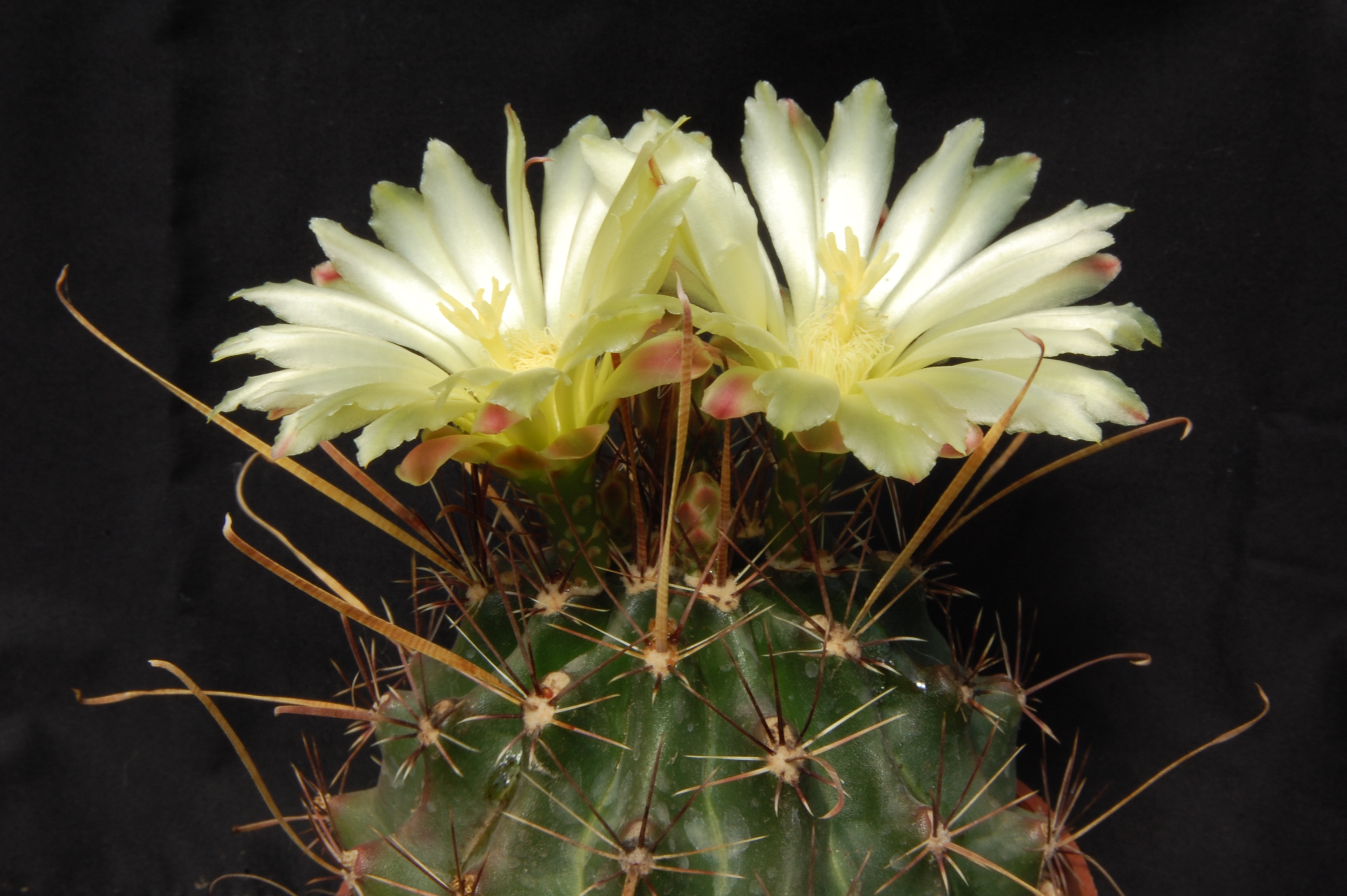 Ferocactus hamatacanthus v. sinuatus (San Jose de Salamanca)