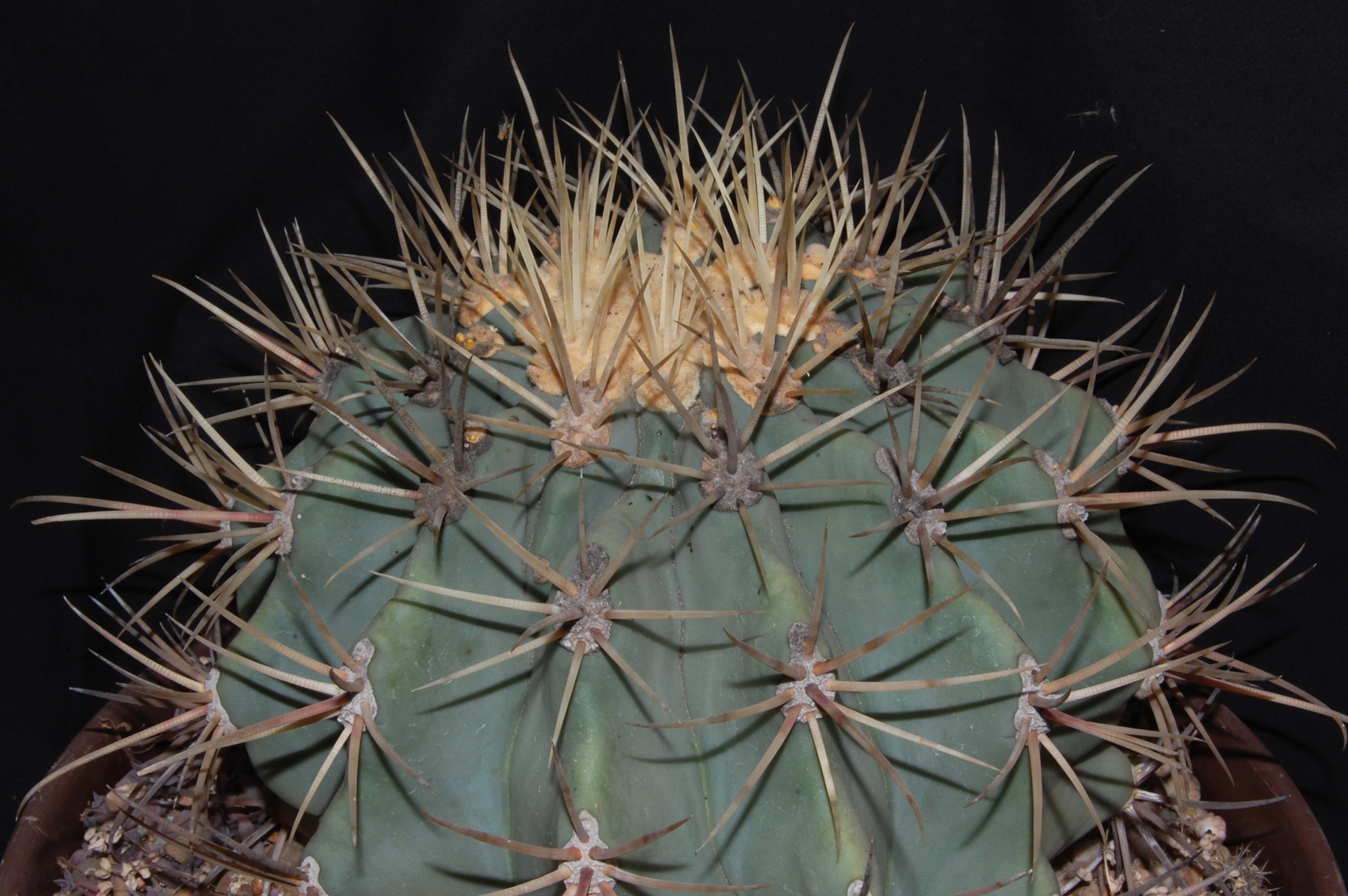 Ferocactus emoryi 'pale yellow spines'