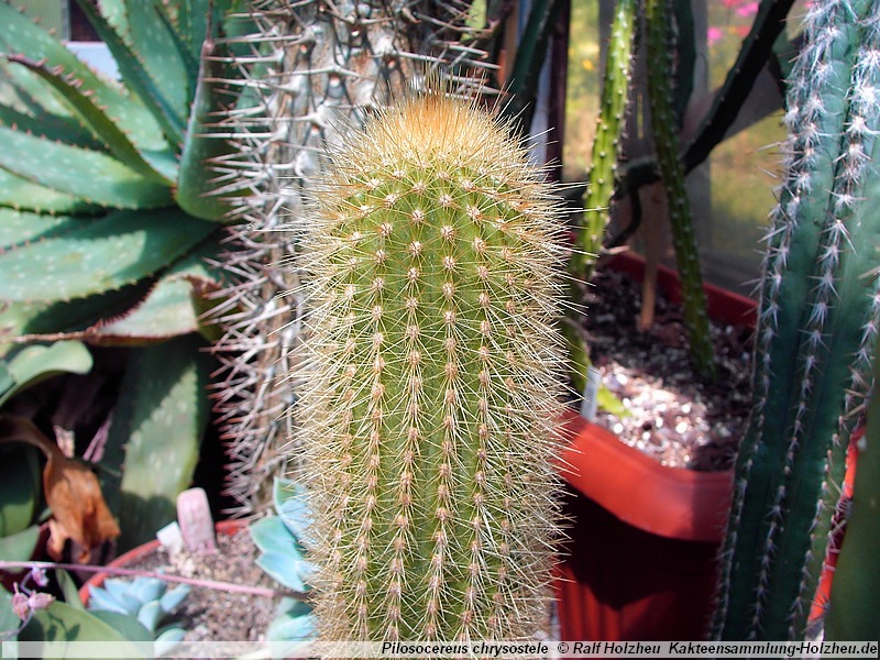 Pilosocereus chrysostele