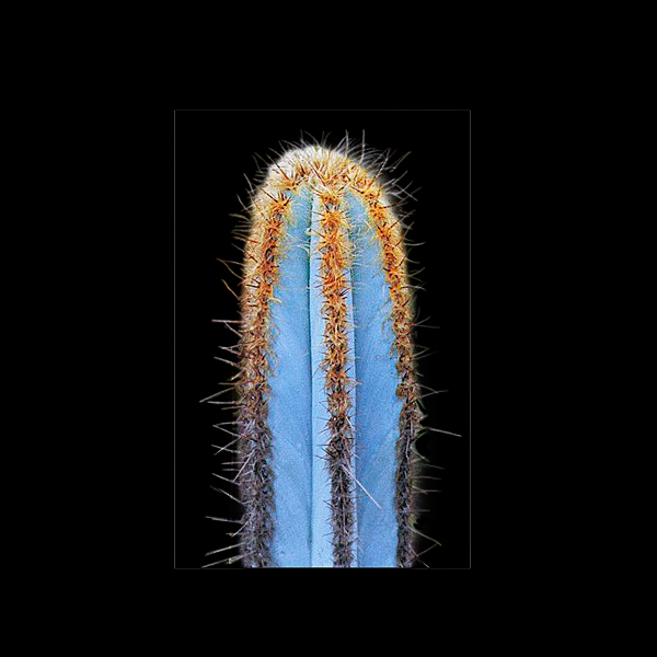 Pilosocereus fulvilanatus