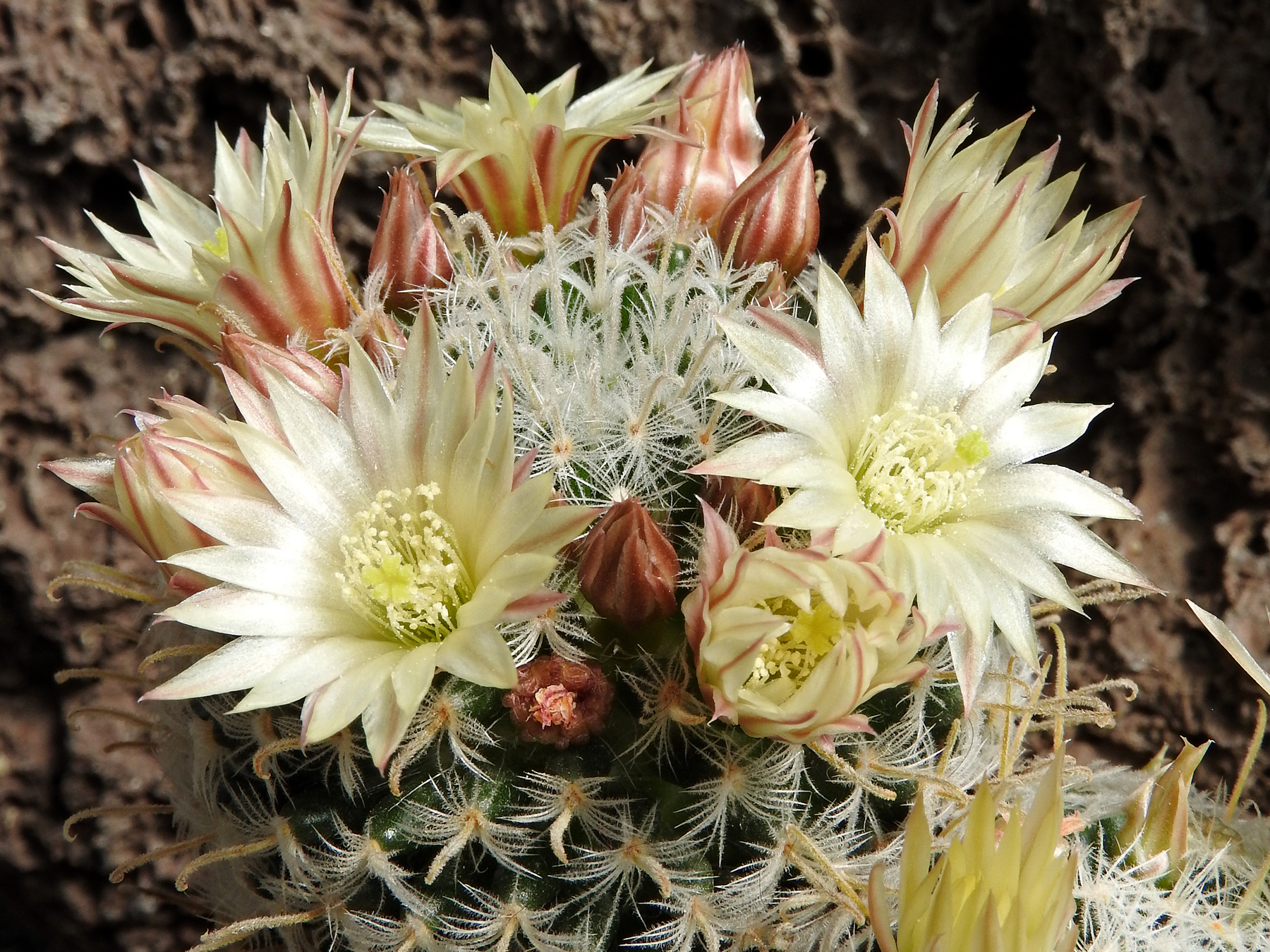 Mammillaria duwei (N. Canada de Moreno)