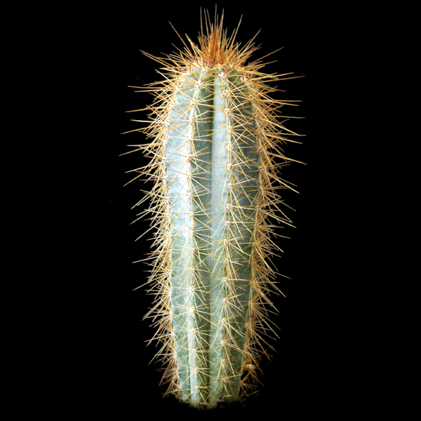 Pilosocereus pachycladus - 2