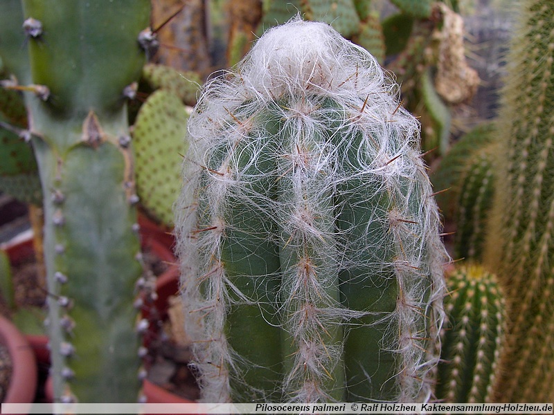 Pilosocereus palmeri - 2
