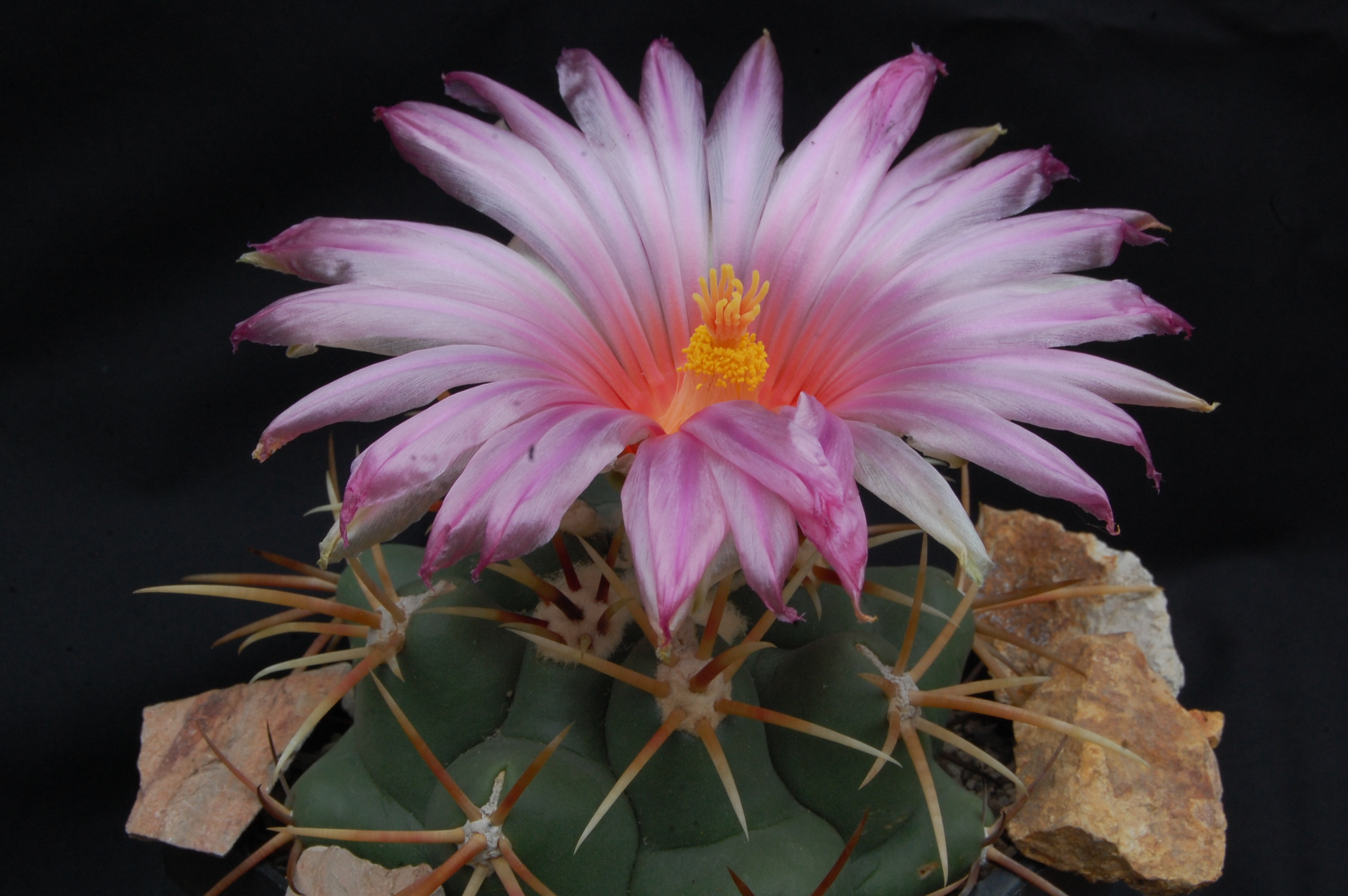 Thelocactus heterochromus (El Casco, Mex)