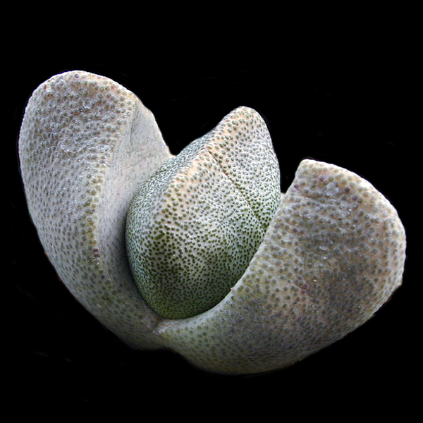 Pleiospilos bolusii