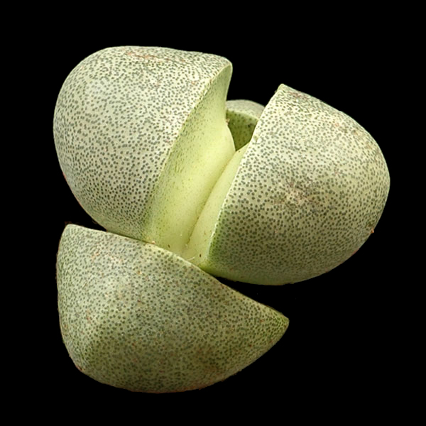 Pleiospilos nelii