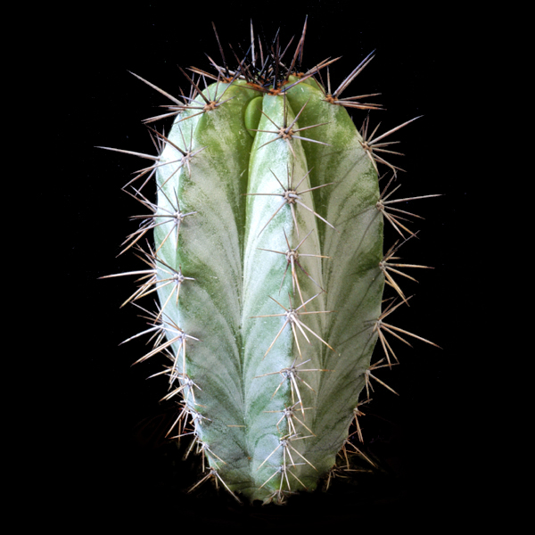 Polaskia chichipe - 2